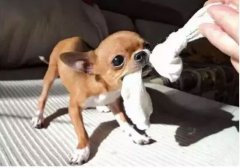  如何阻止狗狗亂咬家具？