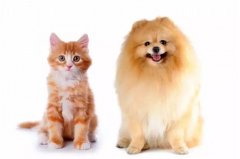 貓咪真的沒有狗狗忠誠嗎？