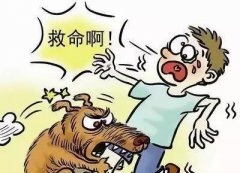 如遇惡犬咬人該怎么辦？這些知識也許能救命！