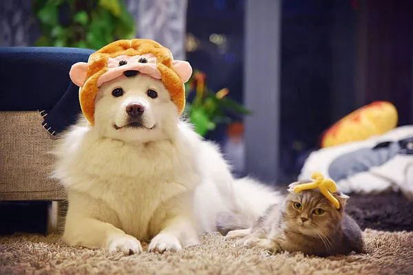 過年啦，家里的貓貓狗狗你是怎么安排的呢？快來看看