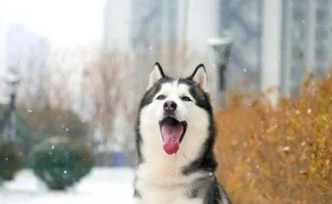 狗狗愛叫怎么辦？這六招，教給你