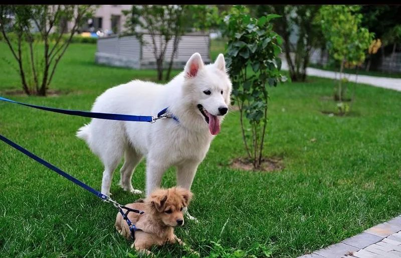 為什么有的狗狗喜歡挖坑？