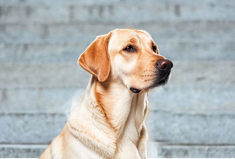 拉布拉多犬好養(yǎng)嗎？看完它的優(yōu)缺點(diǎn)你就知道了